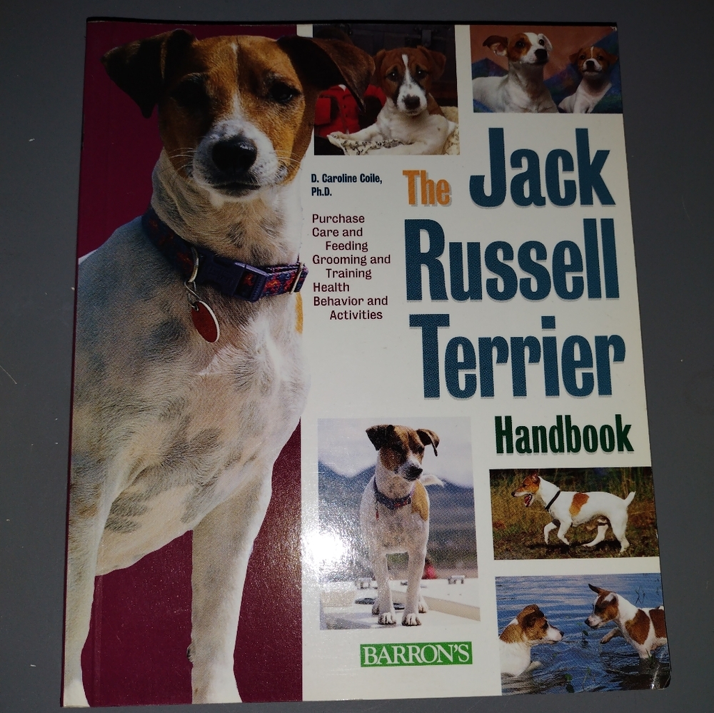 Jack Russell - Picture 2 of 4